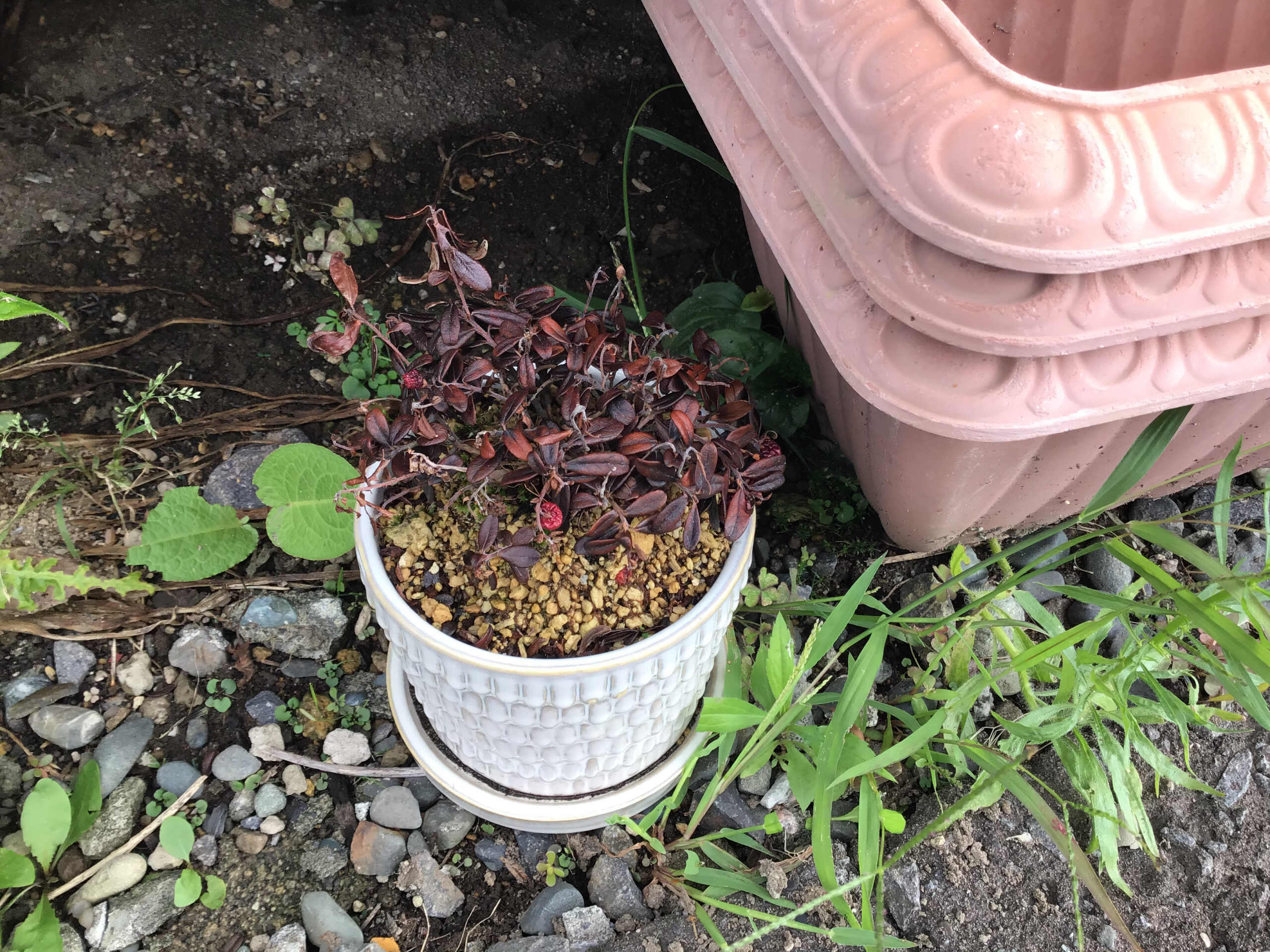 こけもも リンゴンベリー 枯らしました はじめての菜園生活 In北海道